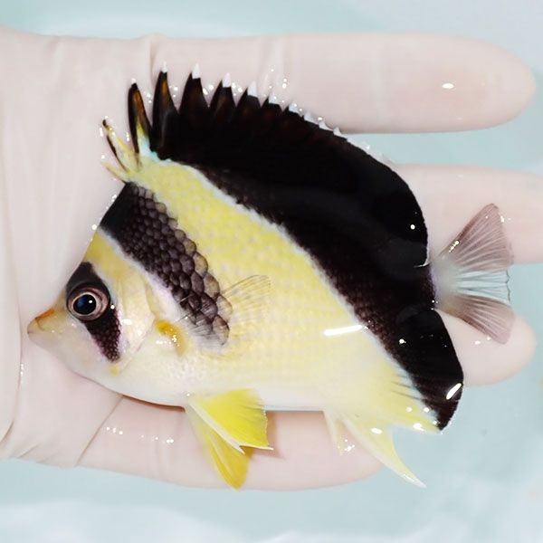 【現物2】バーゲスバタフライ 9cm±! 海水魚 チョウチョウウオ 15時まで...