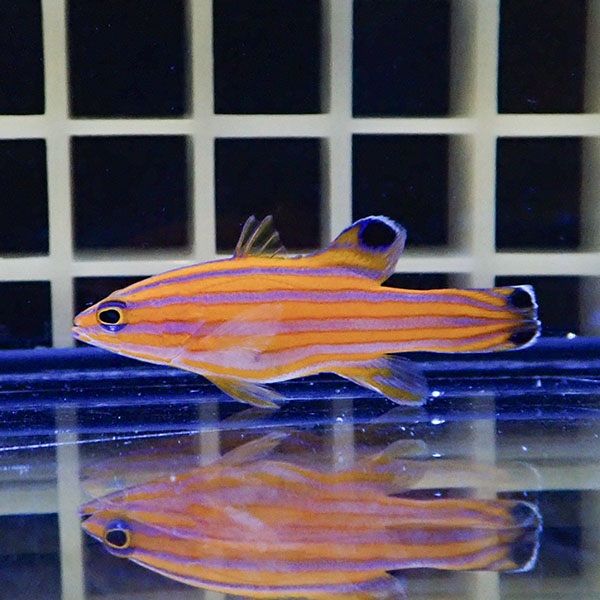 【現物2】キャンディーバスレット 4cm± カリブ産!海水魚 生体 15時まで...