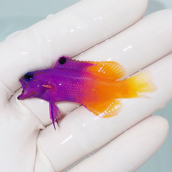 【現物】尾びれ欠け ロイヤルグラマ 5.5cm± !海水魚 生体 15時までのご...