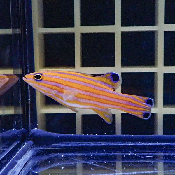 【現物3】キャンディーバスレット 4.3cm± カリブ産!海水魚 生体 15時ま...