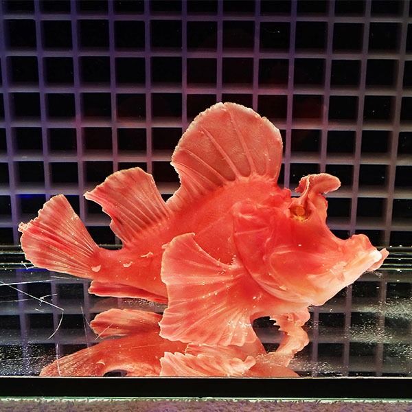 【現物】エクスマイヤーズスコーピオンフィッシュ 15cm± !海水魚 カサゴ...