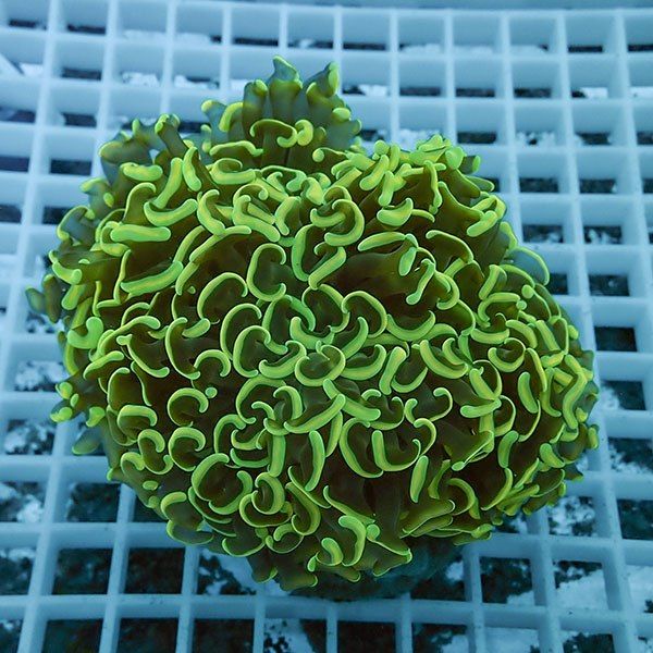 【サンゴ現物3】ナガレハナサンゴ !15時までのご注文で当日発送 【サン...