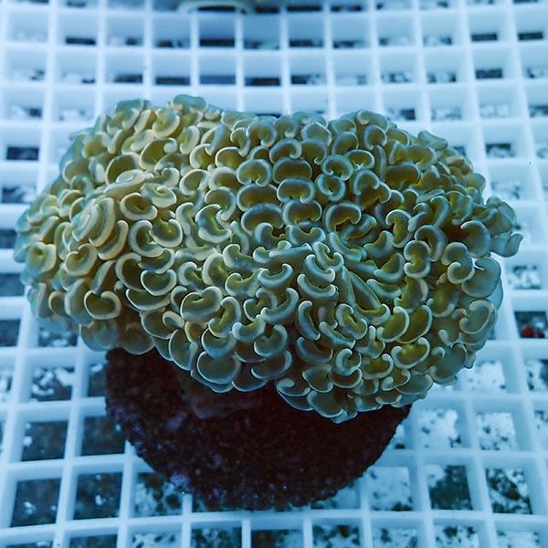 【サンゴ現物4】ナガレハナサンゴ!15時までのご注文で当日発送 【サンゴ...