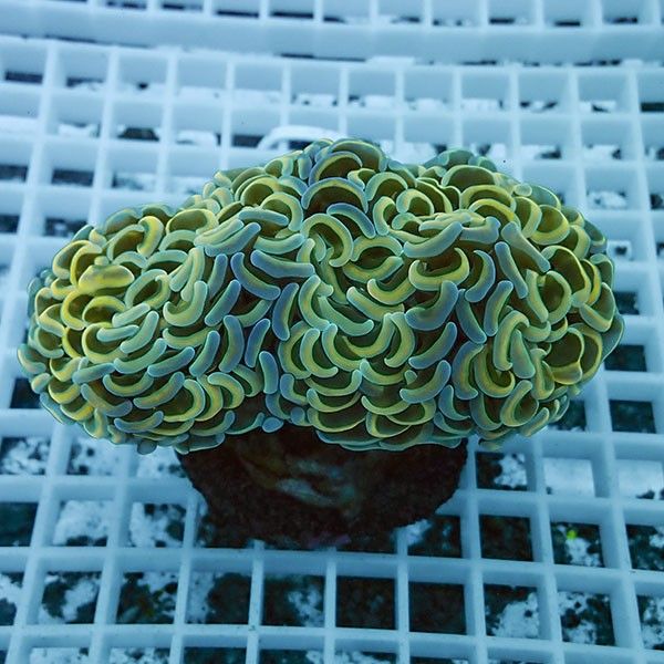 【サンゴ現物6】ナガレハナサンゴ!15時までのご注文で当日発送 【サンゴ...