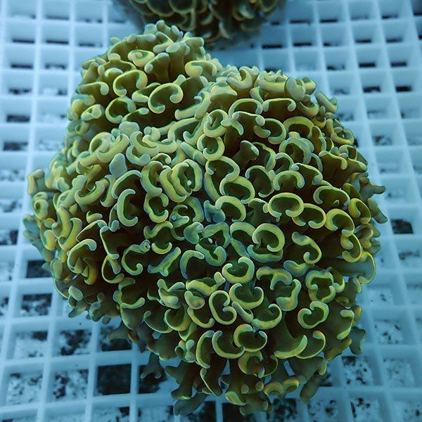 【サンゴ現物7】ナガレハナサンゴ!15時までのご注文で当日発送 【サンゴ...