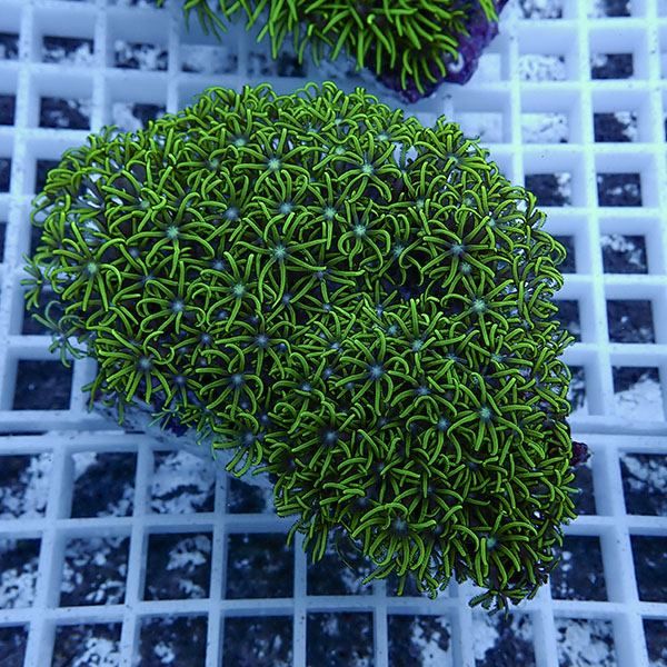 【サンゴ現物8】スターポリプ!15時までのご注文で当日発送 【サンゴ】(t221