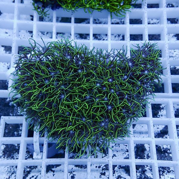 【サンゴ現物3】スターポリプ!15時までのご注文で当日発送 【サンゴ】(t221