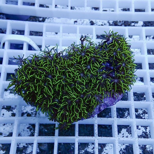 【サンゴ現物5】スターポリプ!15時までのご注文で当日発送 【サンゴ】(t221