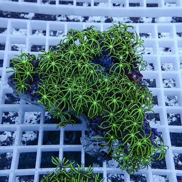 【サンゴ現物10】スターポリプ!15時までのご注文で当日発送 【サンゴ】(...