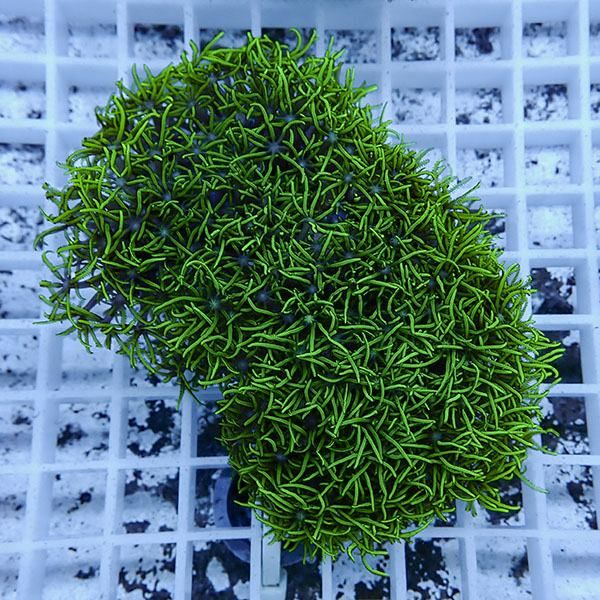 【サンゴ現物11】スターポリプ!15時までのご注文で当日発送 【サンゴ】(...