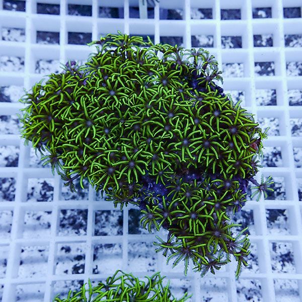 【サンゴ現物12】スターポリプ!15時までのご注文で当日発送 【サンゴ】(...