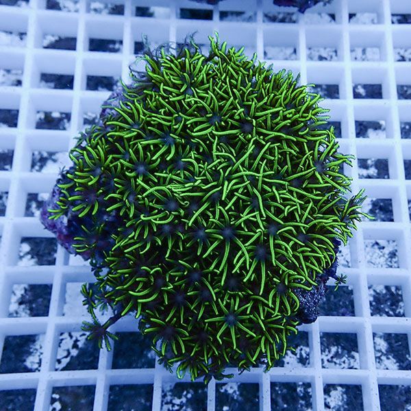 【サンゴ現物14】スターポリプ!15時までのご注文で当日発送 【サンゴ】(...