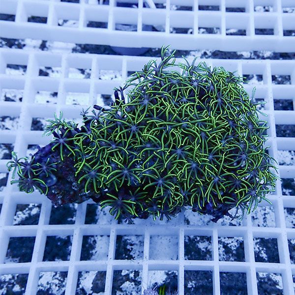 【サンゴ現物15】スターポリプ!15時までのご注文で当日発送 【サンゴ】(...