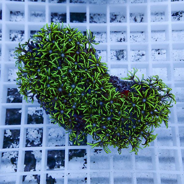 【サンゴ現物16】スターポリプ!15時までのご注文で当日発送 【サンゴ】(...