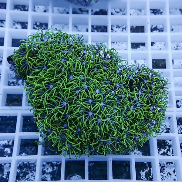 【サンゴ現物18】スターポリプ!15時までのご注文で当日発送 【サンゴ】(...