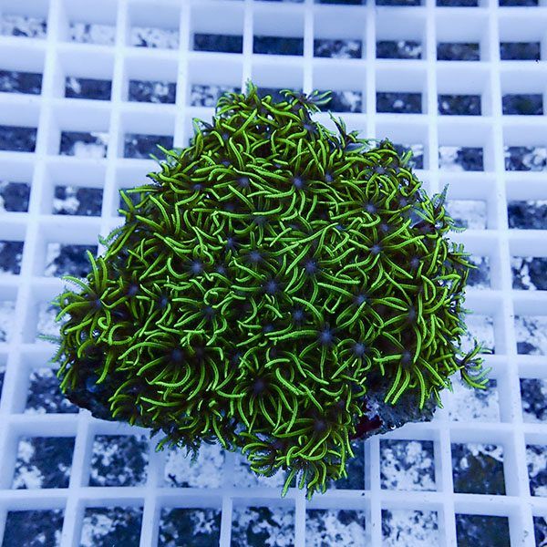 【サンゴ現物19】スターポリプ!15時までのご注文で当日発送 【サンゴ】(...