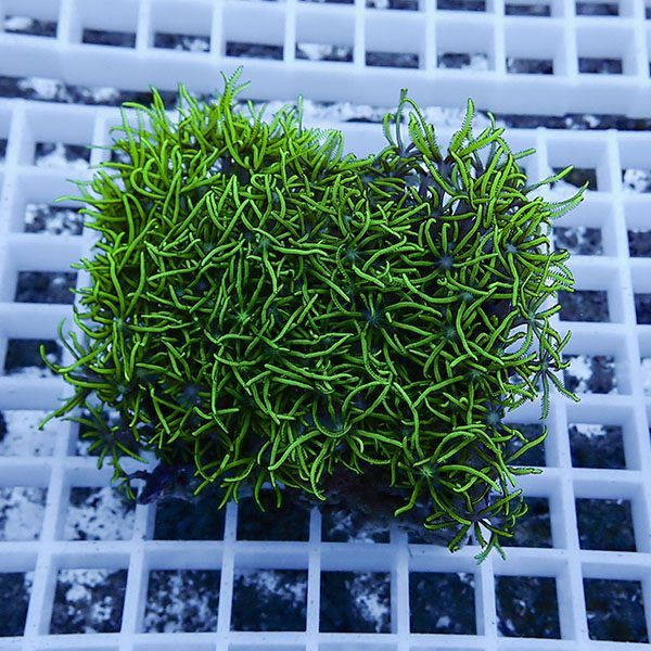 【サンゴ現物20】スターポリプ!15時までのご注文で当日発送 【サンゴ】(...