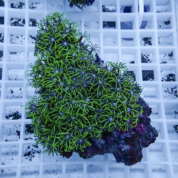 【サンゴ現物22】スターポリプ!15時までのご注文で当日発送 【サンゴ】(...