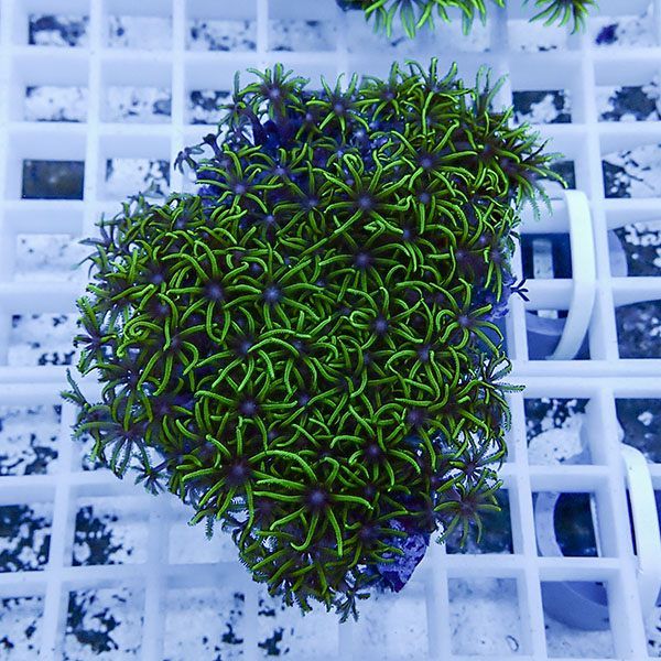 【サンゴ現物23】スターポリプ!15時までのご注文で当日発送 【サンゴ】(...