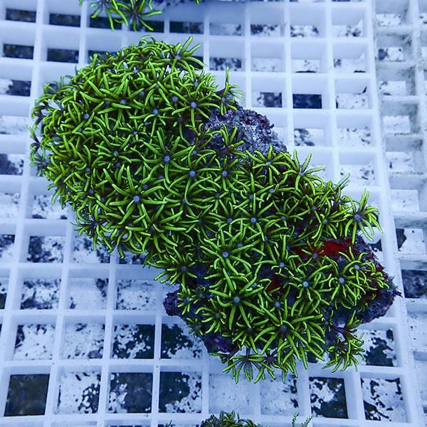 【サンゴ現物24】スターポリプ!15時までのご注文で当日発送 【サンゴ】(...