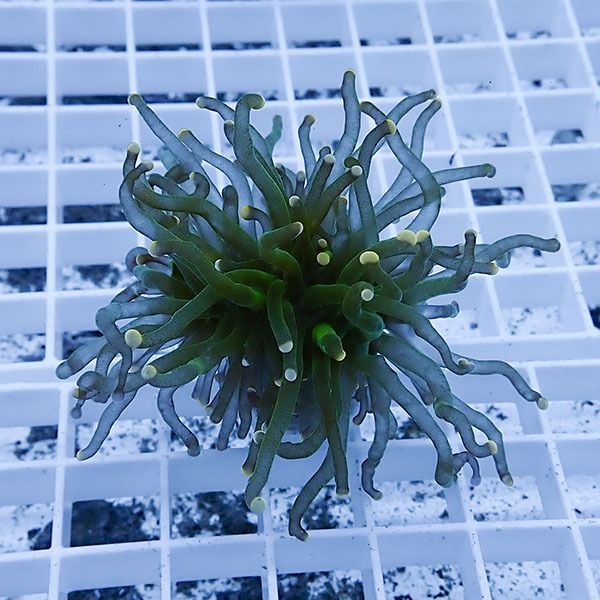 【サンゴ現物19】フラワーコーラルフラグ ! 15時までのご注文で当日発送...