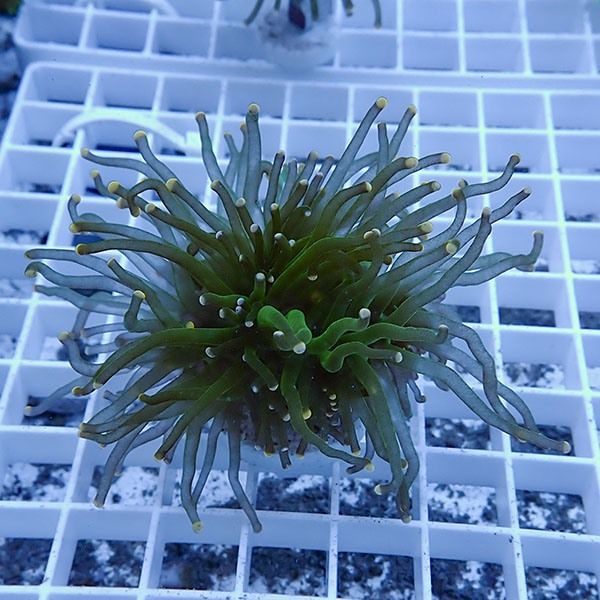 【サンゴ現物2】フラワーコーラルフラグ! 15時までのご注文で当日発送【...