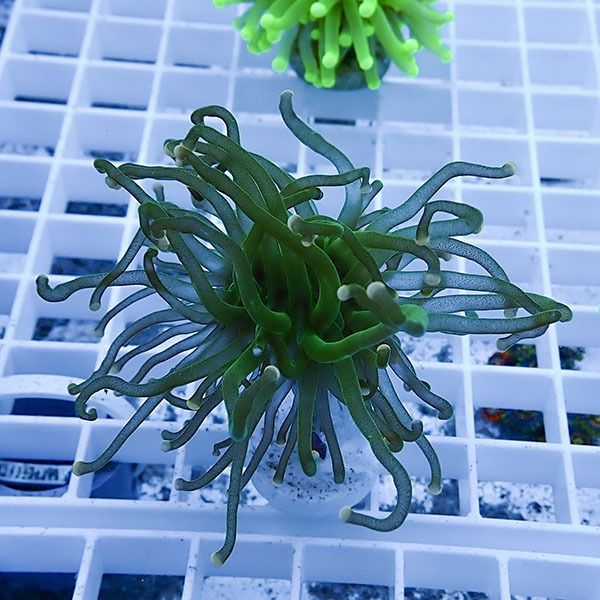 【サンゴ現物3】フラワーコーラルフラグ ! 15時までのご注文で当日発送...