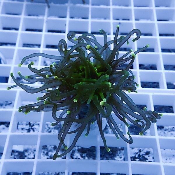 【サンゴ現物1】フラワーコーラルフラグ! 15時までのご注文で当日発送【...