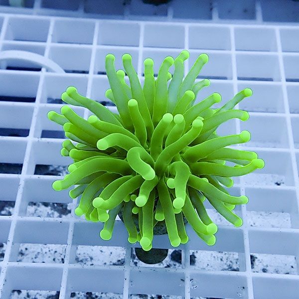 【サンゴ現物4】フラワーコーラルフラグ! 15時までのご注文で当日発送【...