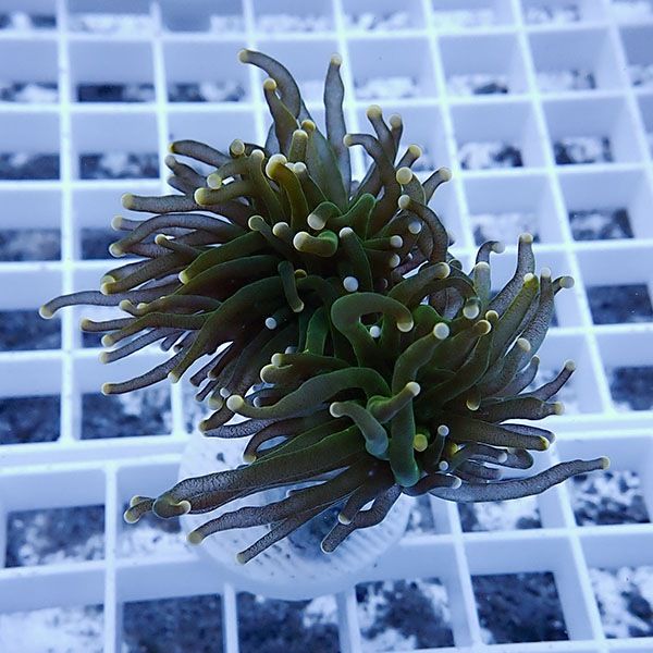 【サンゴ現物5】フラワーコーラルフラグ! 15時までのご注文で当日発送【...