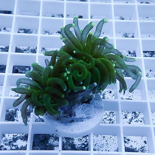 【サンゴ現物6】フラワーコーラルフラグ ! 15時までのご注文で当日発送...