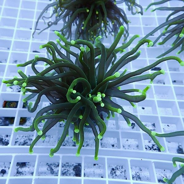 【サンゴ現物7】フラワーコーラルフラグ ! 15時までのご注文で当日発送...