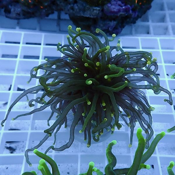 【サンゴ現物8】フラワーコーラルフラグ! 15時までのご注文で当日発送【...