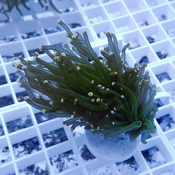 【サンゴ現物9】フラワーコーラルフラグ! 15時までのご注文で当日発送【...