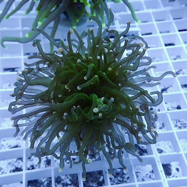 【サンゴ現物10】フラワーコーラルフラグ! 15時までのご注文で当日発送...