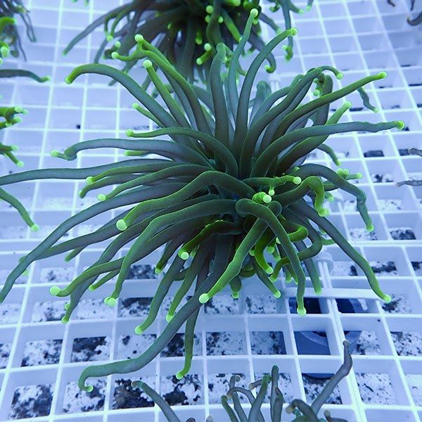 【サンゴ現物11】フラワーコーラルフラグ! 15時までのご注文で当日発送...