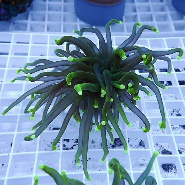 【サンゴ現物12】フラワーコーラルフラグ ! 15時までのご注文で当日発送...