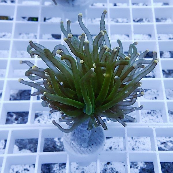 【サンゴ現物13】フラワーコーラルフラグ! 15時までのご注文で当日発送...