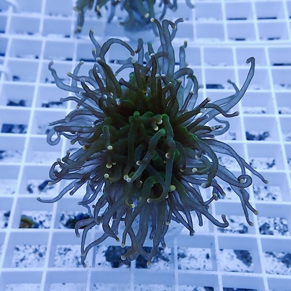 【サンゴ現物14】フラワーコーラルフラグ! 15時までのご注文で当日発送...