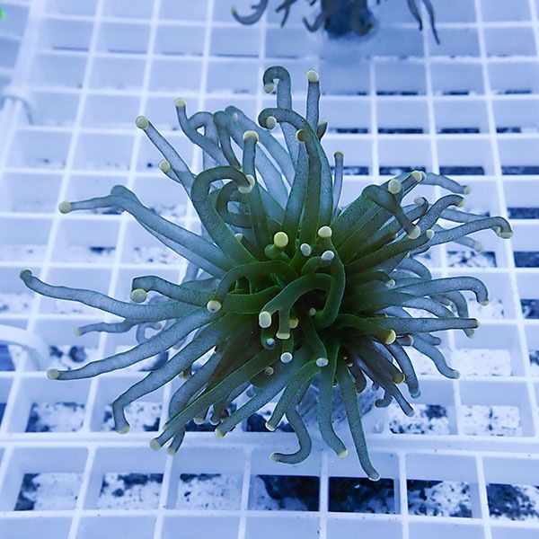 【サンゴ現物15】フラワーコーラルフラグ! 15時までのご注文で当日発送...