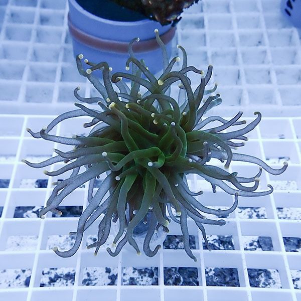 【サンゴ現物16】フラワーコーラルフラグ! 15時までのご注文で当日発送...