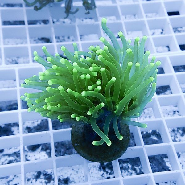 【サンゴ現物17】フラワーコーラルフラグ ! 15時までのご注文で当日発送...