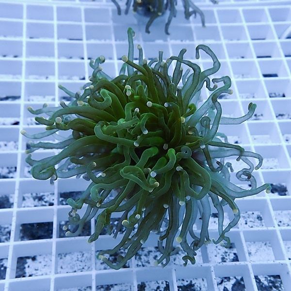 【サンゴ現物18】フラワーコーラルフラグ ! 15時までのご注文で当日発送...