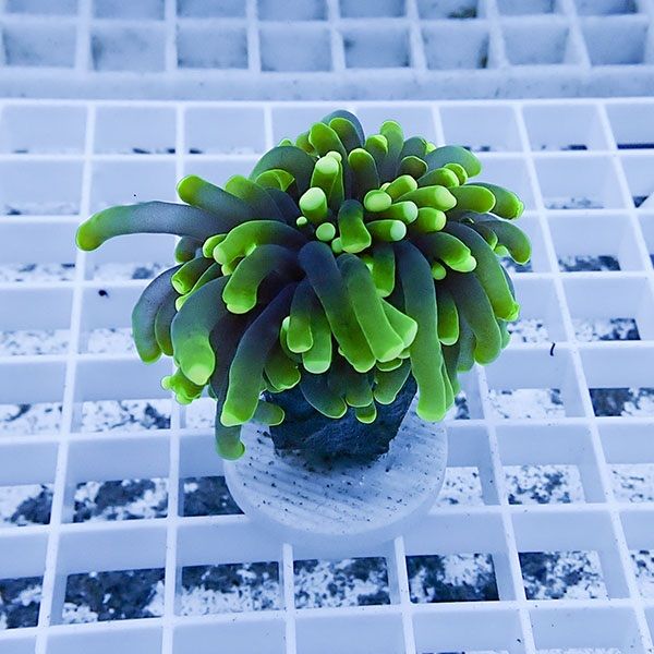 【サンゴ現物20】フラワーコーラルフラグ ! 15時までのご注文で当日発送...