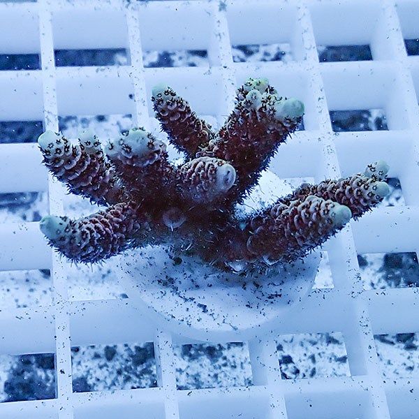 【サンゴ現物20】ミドリイシ フラグ !15時までのご注文で当日発送 【ミ...