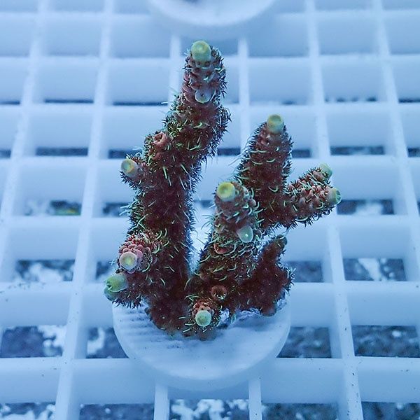 【サンゴ現物1】ミドリイシ フラグ !15時までのご注文で当日発送 【ミド...