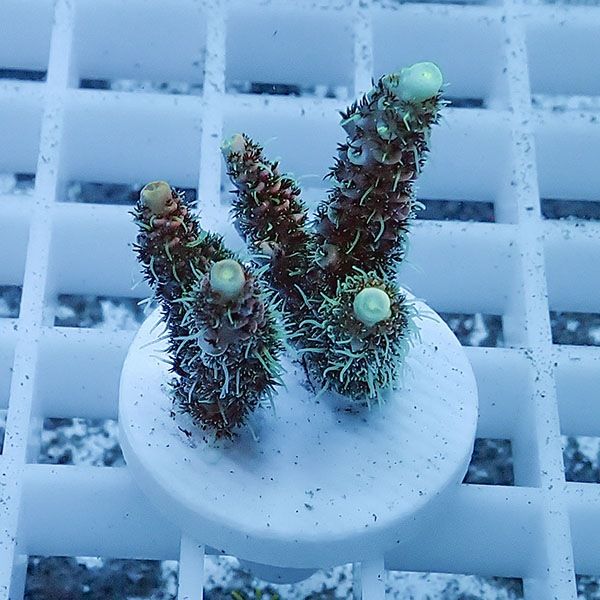 【サンゴ現物2】ミドリイシ フラグ !15時までのご注文で当日発送 【ミド...