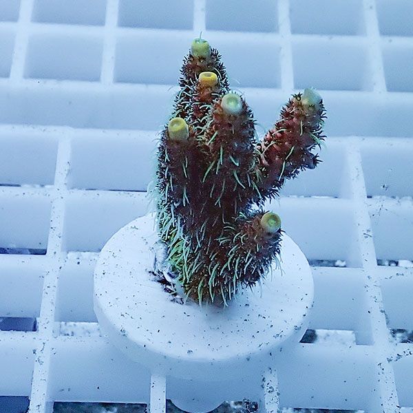 【サンゴ現物3】ミドリイシ フラグ !15時までのご注文で当日発送 【ミド...