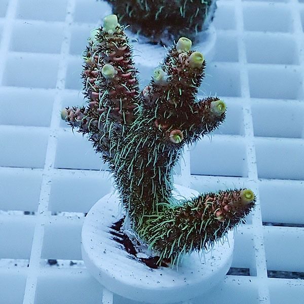 【サンゴ現物4】ミドリイシ フラグ !15時までのご注文で当日発送 【ミド...