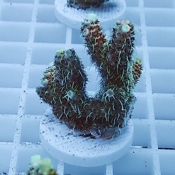 【サンゴ現物5】ミドリイシ フラグ !15時までのご注文で当日発送 【ミド...